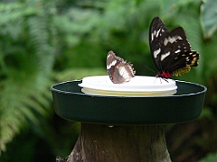 070 Kuranda Butterfly Sancturary